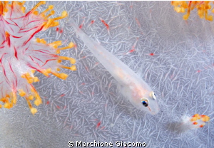 Goby on soft  coral 
Nikon  D200 ,60 micro , housing und... by Marchione Giacomo 